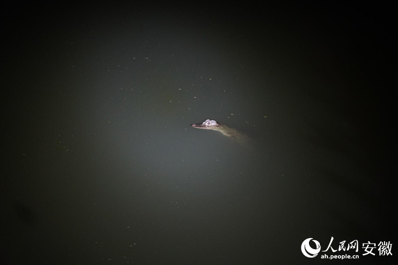 揚子鱷。人民網記者 陳若天攝