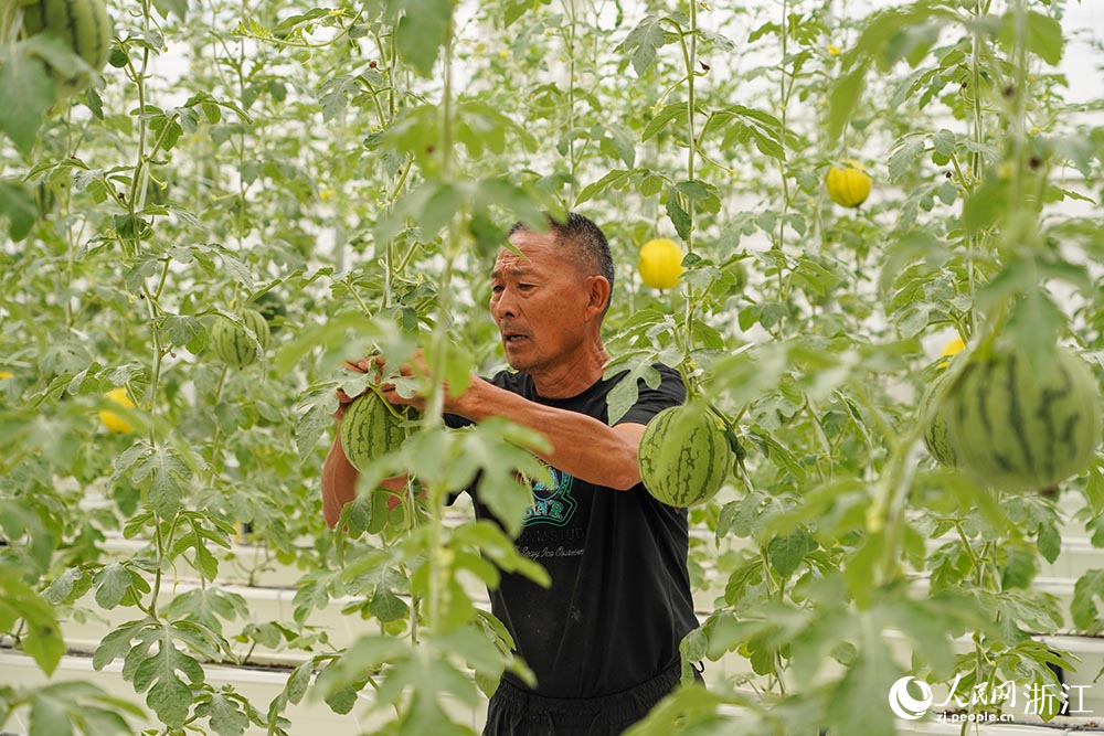 果農在管護西瓜。人民網 章勇濤攝