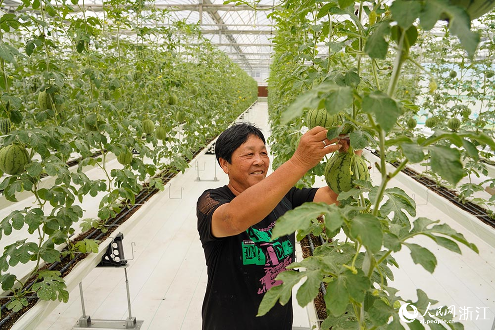 果農在管護西瓜。人民網 章勇濤攝