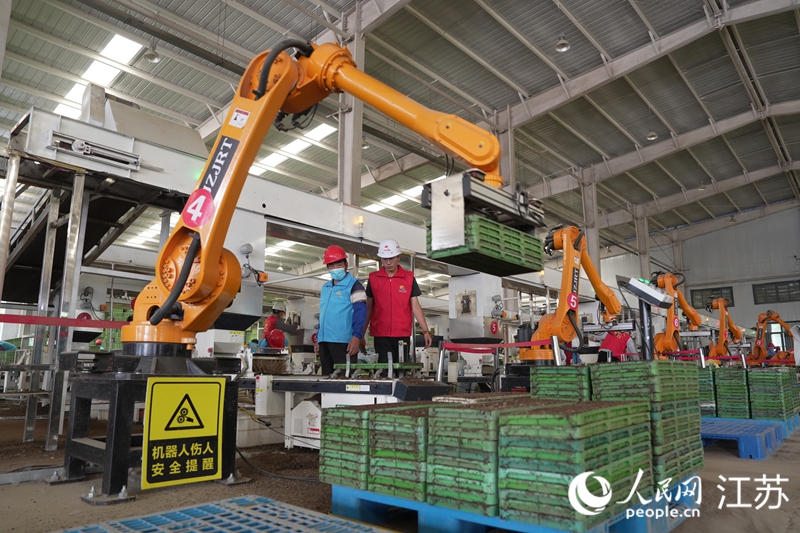 平明鎮水稻工廠化育秧中心正在進行育秧工作。人民網 張瀚天攝