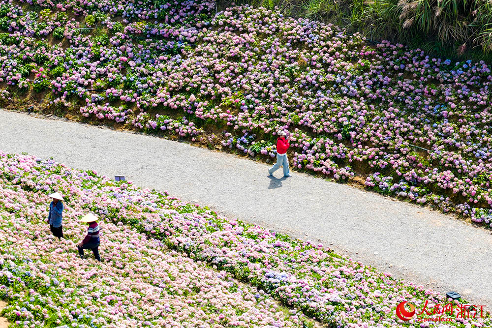 紹興市柯橋區蘭亭街道古筑村內，眾多游客前來賞花拍照。人民網 章勇濤攝