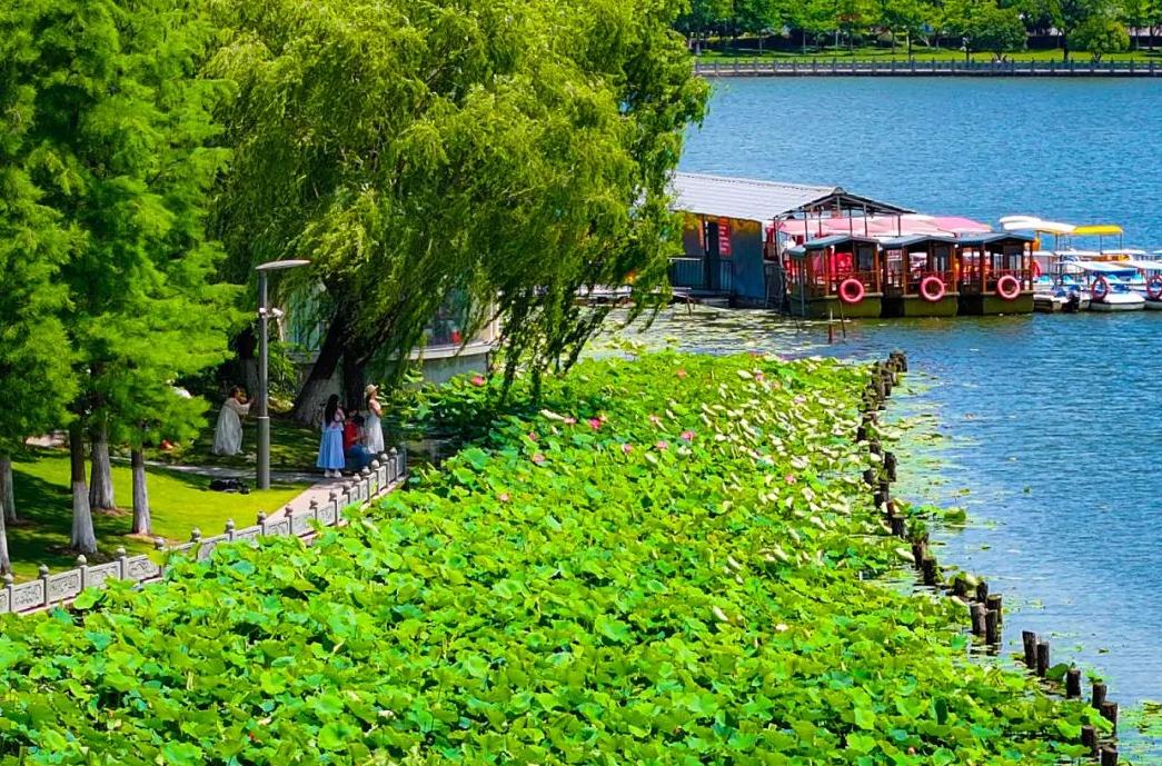 超美！江北這里的荷花開了！走，賞荷去~