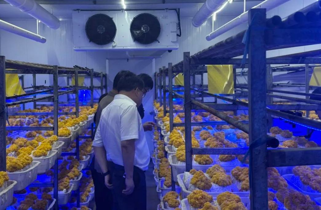 桐廬這里種出了“菌中燕窩”！