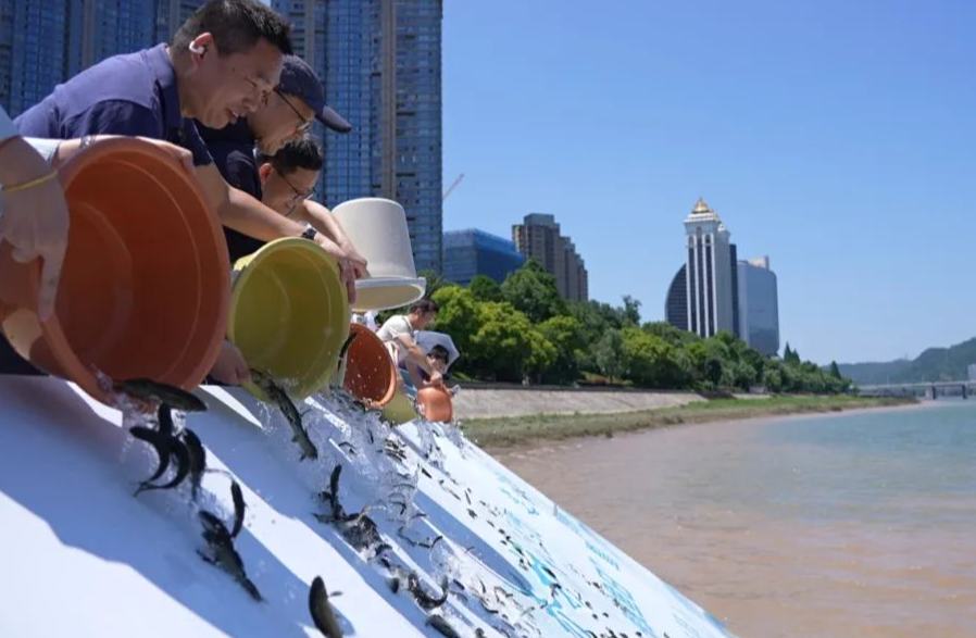 150余萬尾！從桐廬游進富春江