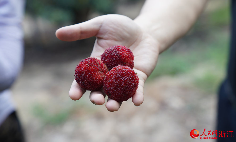 剛從樹上采摘下的楊梅鮮果，個頭似乒乓球大小。人民網 程欣攝