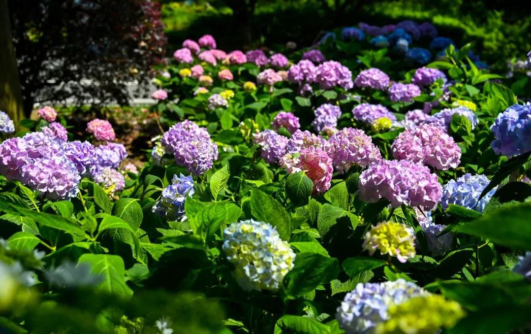 爆了！鎮海人的朋友圈被TA刷屏了！