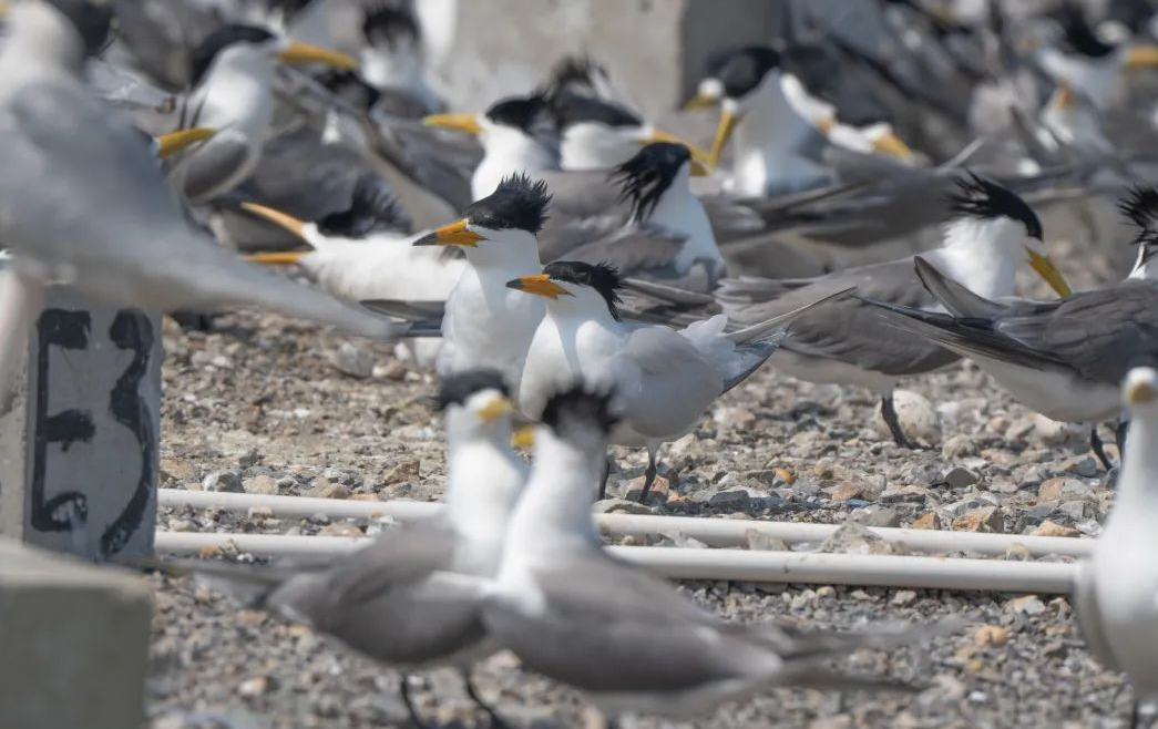 破殼！南麂島迎今年首只“神話之鳥”寶寶
