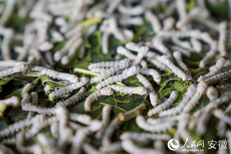 桑蠶。人民網記者 陳若天攝