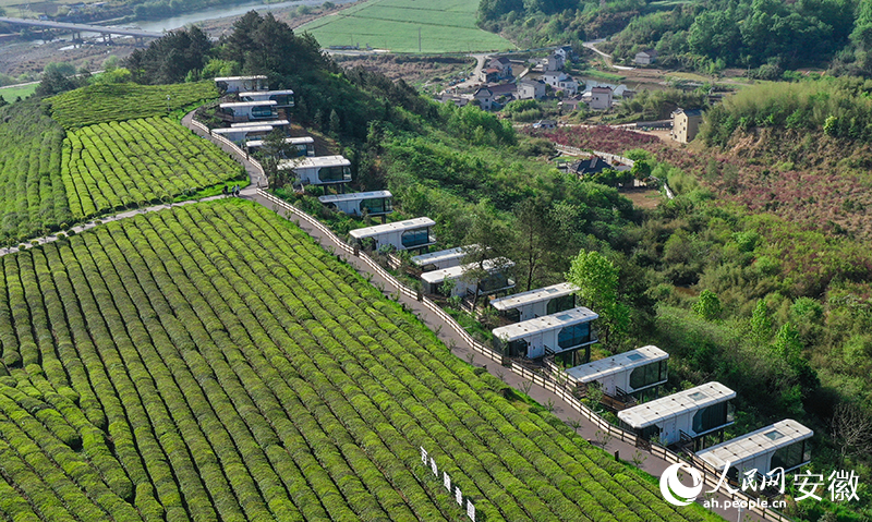 “太空艙”民宿與茶園相得益彰。人民網記者 張俊攝