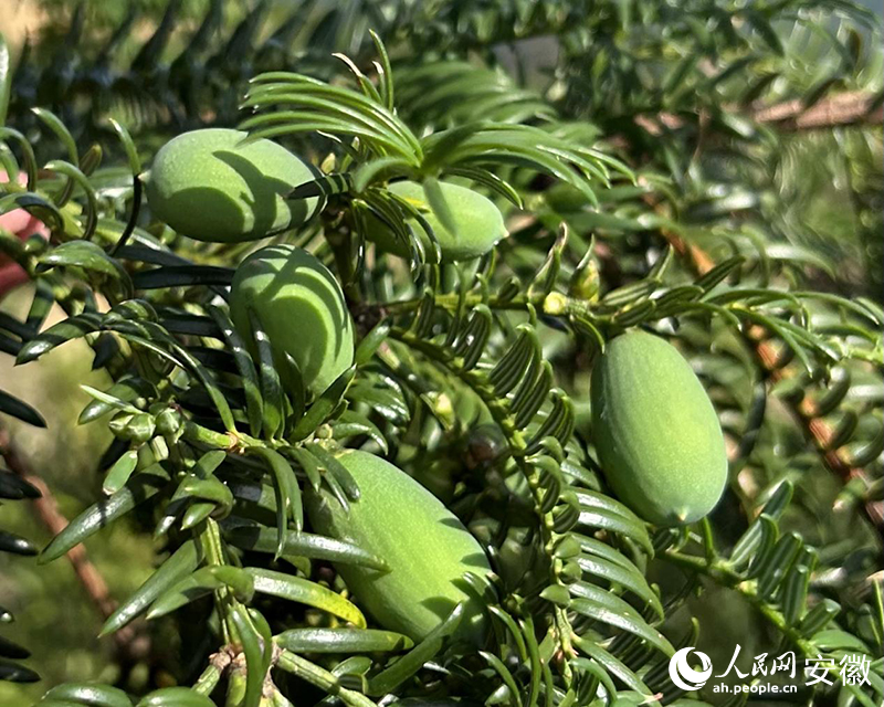 香榧果。人民網記者 高飛躍攝