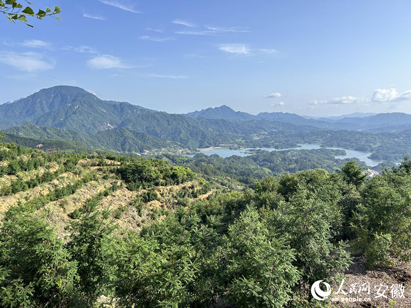 安慶市岳西縣毛尖山鄉林河村的香榧林。人民網記者 高飛躍攝