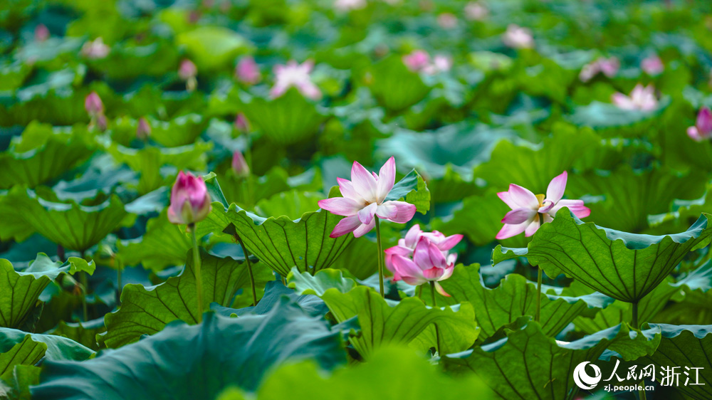 西湖荷花進入最佳觀賞期。人民網記者 郭揚攝