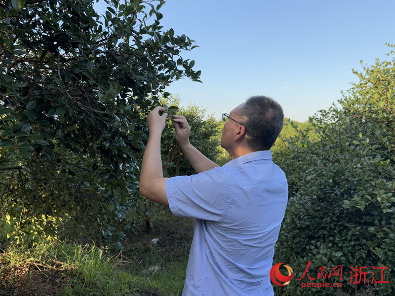 曹永慶正在查看油茶樹花芽分化的情況。人民網 方彭依夢攝
