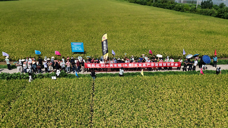 觀摩會現場。杭州種業集團供圖