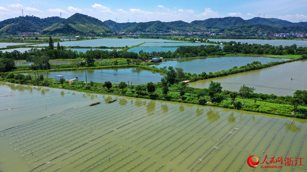 在浙江諸暨山下湖小鎮，曾經污染嚴重的河蚌養殖產業如今實現了綠色轉型。人民網記者 郭揚攝