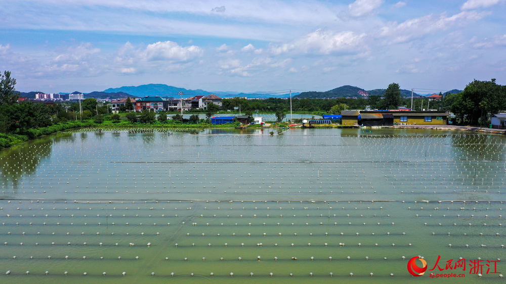 在浙江諸暨山下湖小鎮，曾經污染嚴重的河蚌養殖產業如今實現了綠色轉型。人民網記者 郭揚攝