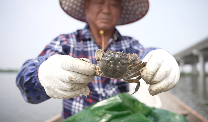 趕早上市的“六月黃”螃蟹。灣沚區花橋鎮宣傳辦供圖