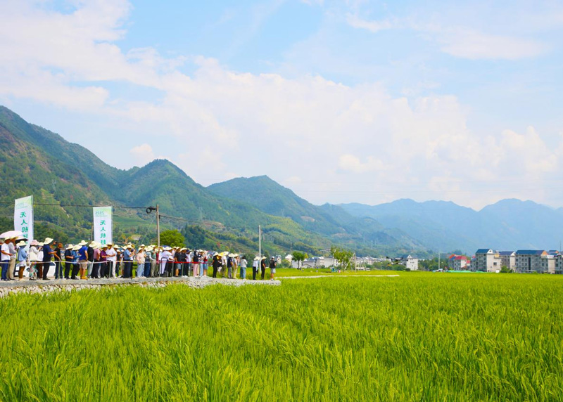 浙江省雜交水稻機械化制種技術培訓會無人機趕粉演示現場。遂昌縣委宣傳部供圖