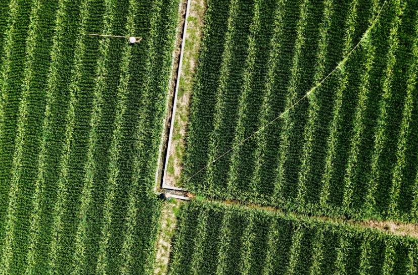 在常山“趕花”！每一幀都是會呼吸的田園詩
