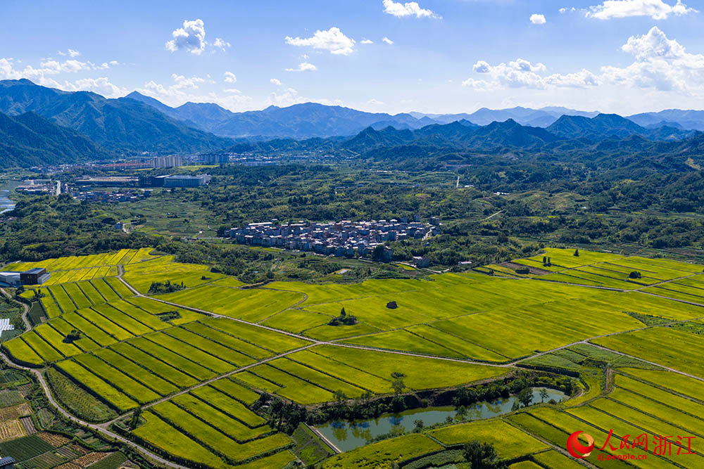 在浙江省麗水市縉云縣舒洪鎮，黃綠相間的稻浪與錯落的村莊、連綿的山巒共同構成一幅美麗的田園畫卷。人民網 章勇濤攝