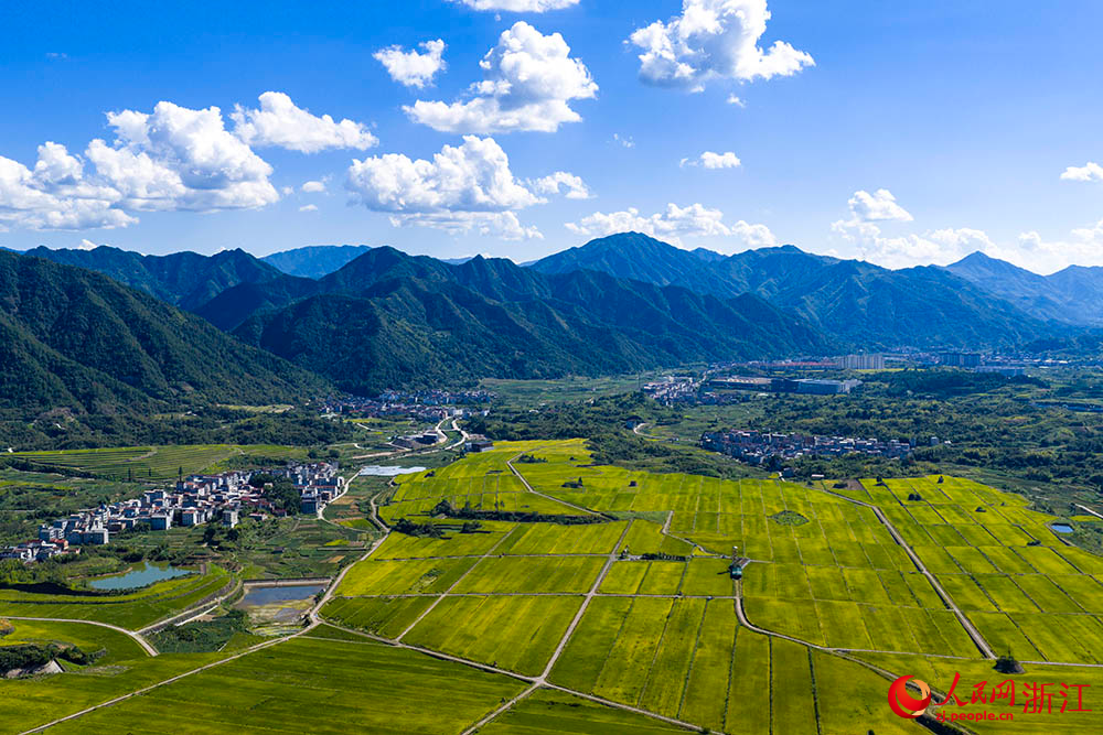 在浙江省麗水市縉云縣舒洪鎮，黃綠相間的稻浪與錯落的村莊、連綿的山巒共同構成一幅美麗的田園畫卷。人民網 章勇濤攝