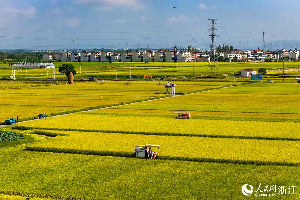 在浙江省嵊州市甘霖鎮的一處高標準農田水稻種植區，金黃稻浪與遠處青山、村莊相映成趣，勾勒出一幅生機盎然的鄉村豐收畫卷。人民網 章勇濤攝