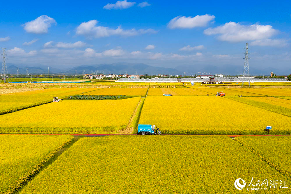 在浙江省嵊州市甘霖鎮的一處高標準農田水稻種植區，金黃稻浪與遠處青山、村莊相映成趣，勾勒出一幅生機盎然的鄉村豐收畫卷。人民網 章勇濤攝
