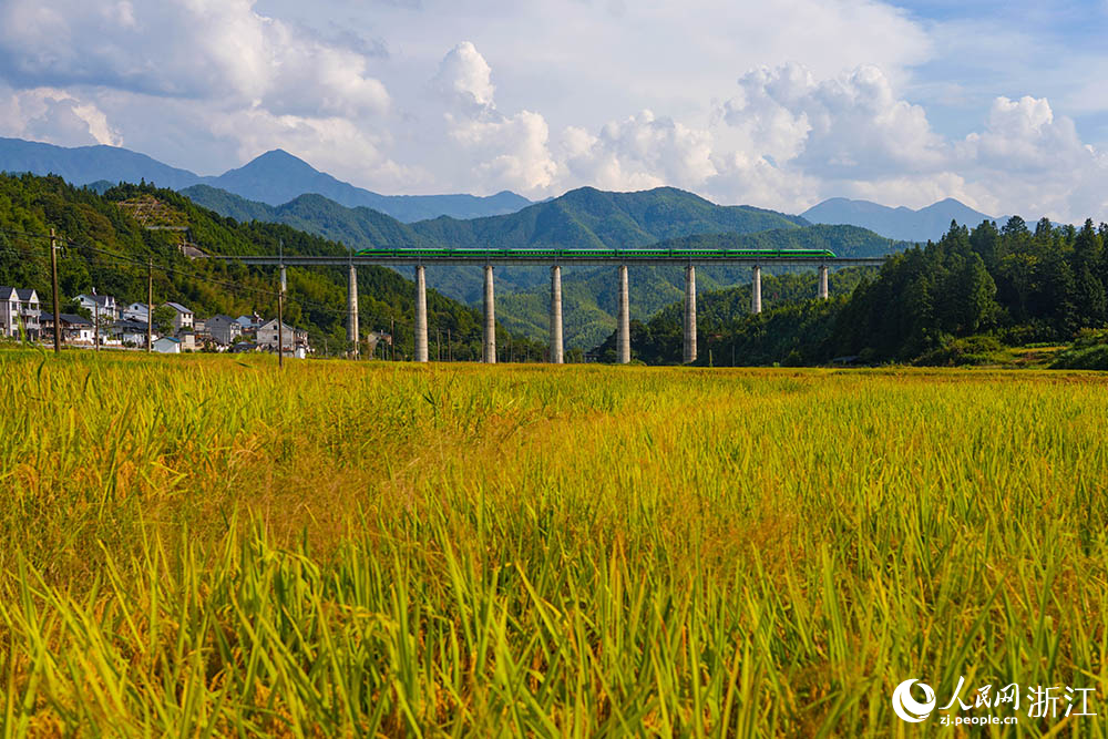 浙江省龍泉市各地田間地頭，沉甸甸的稻穗隨風起伏，翻涌成金色浪濤。人民網 章勇濤攝