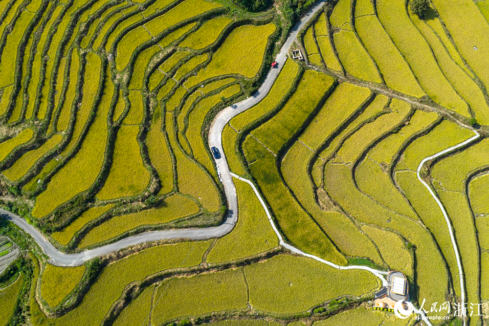 浙江省龍泉市?石街道李山頭村的千畝稻田一片金黃，構成一幅生機勃勃的“豐”景畫卷。人民網 章勇濤攝