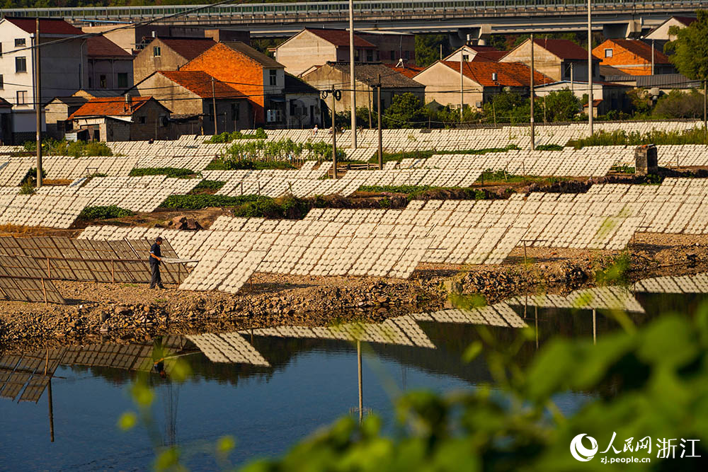 一排排榨面在陽光下舒展，與鄉村景致相映，構成一道充滿生活氣息的獨特風景線。人民網 章勇濤攝