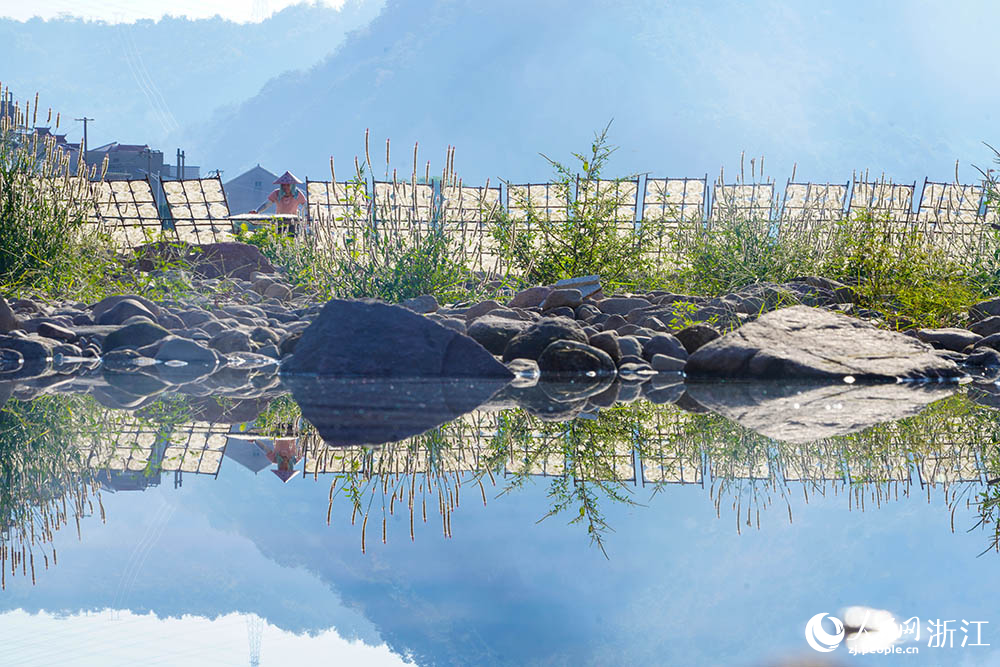 一排排榨面在陽光下舒展，與鄉村景致相映，構成一道充滿生活氣息的獨特風景線。人民網 章勇濤攝