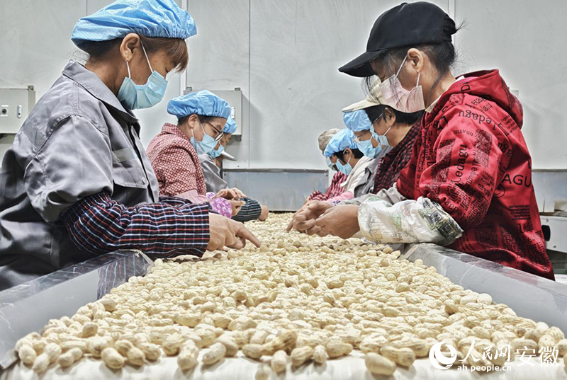 綠色益農共富工坊里，村民們正在挑選花生。人民網記者 周坤攝