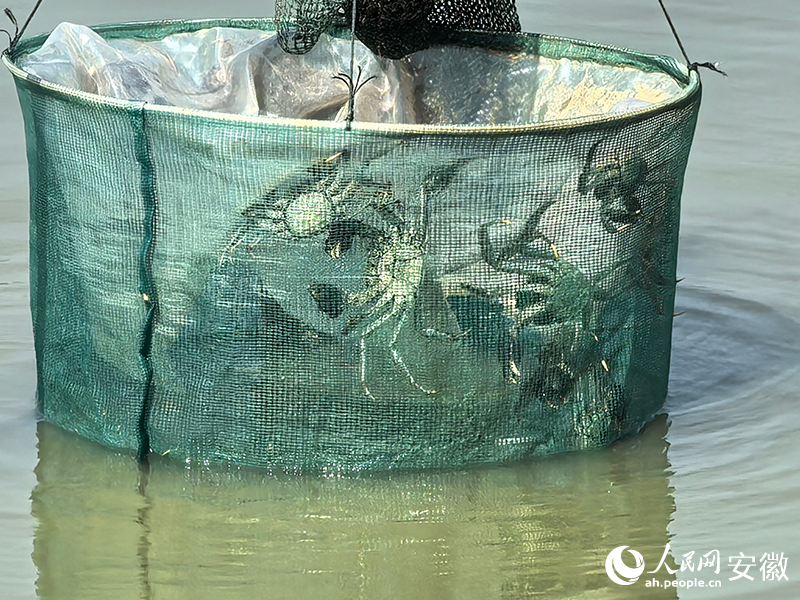 爬到地籠里的“無為晚蟹”。人民網記者 汪瑞華攝