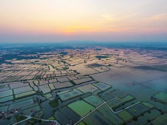 當涂縣塘南鎮“蟹田變稻田”。王文生攝