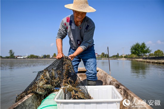 葉有福忙著在塘口捕撈螃蟹。人民網記者 苗子健攝