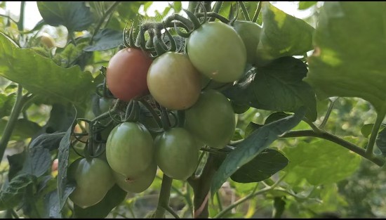 進入成熟期的圣女果。徐慶攝