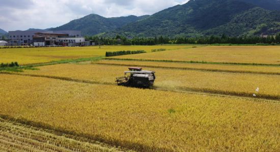 在馬嶼等地的田間地頭，農民們搶抓農時，積極組織機械力量進行收割，確保糧食顆粒歸倉。