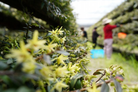 石斛花開。蔡寬元攝